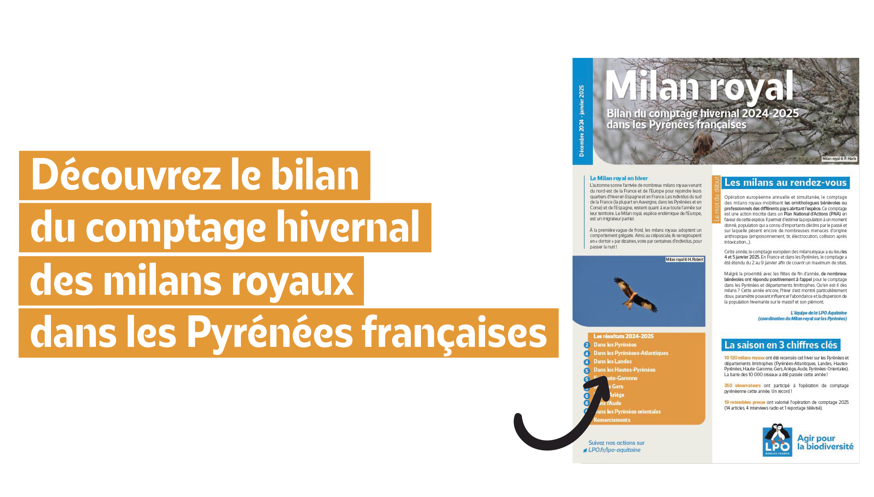 Découvrez le bilan du comptage hivernal 2024-2025 des milans royaux dans les Pyrénées françaises
